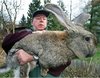 german rabbit lepus.jpg